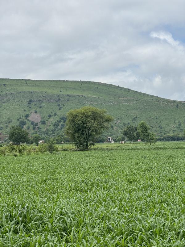  Agricultural Land 13 Bigha for Sale in Ramgarh, Alwar