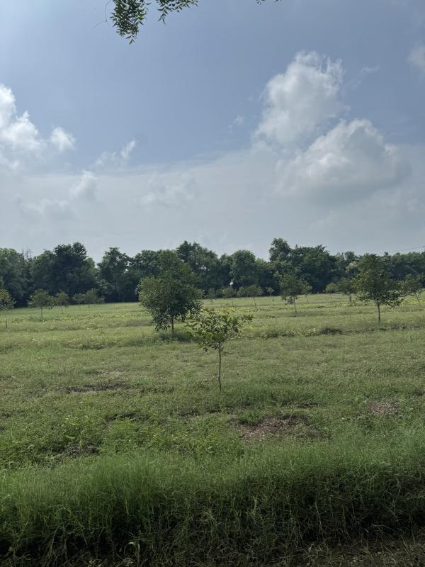  Agricultural Land 5 Bigha for Sale in Naugaon, Alwar