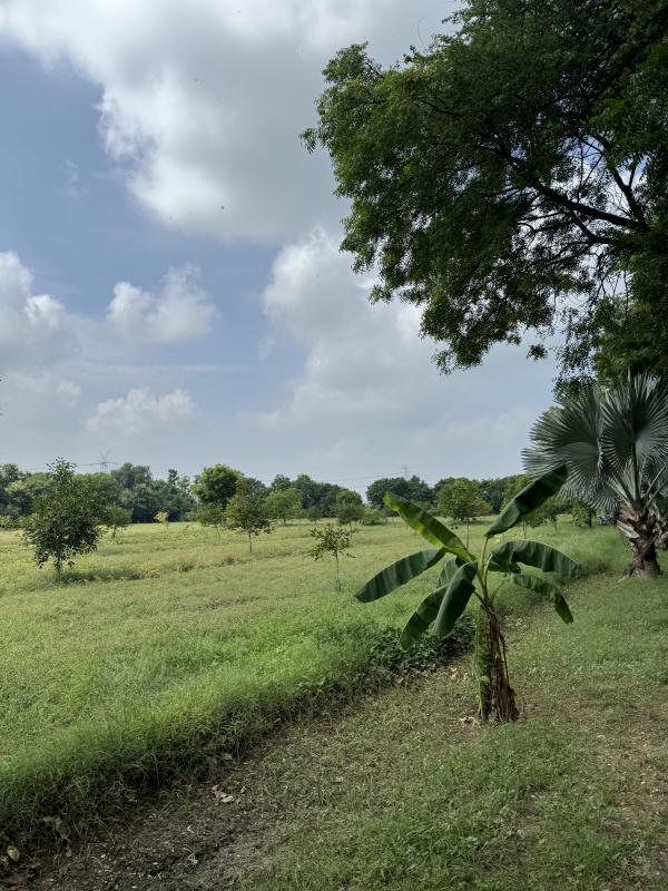  Agricultural Land 10 Bigha for Sale in Naugaon, Alwar