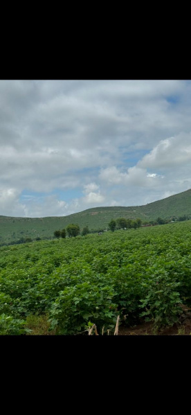  15 Bigha Agricultural/Farm Land for Sale in Naugaon, Alwar