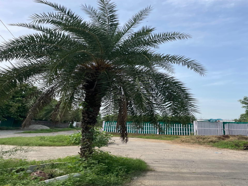  Agricultural Land 1 Acre for Sale in Sohna Palwal Road, Gurgaon