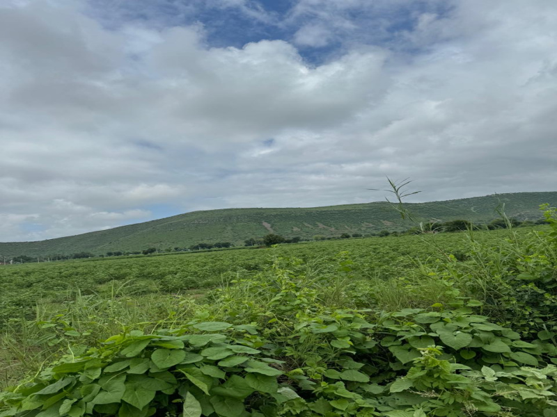  Agricultural Land 25 Bigha for Sale in Naugaon, Alwar