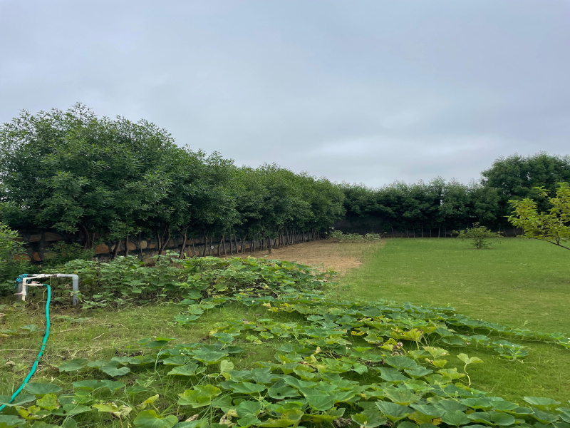  Agricultural Land 2420 Sq. Yards for Sale in Sohna Palwal Road, Gurgaon