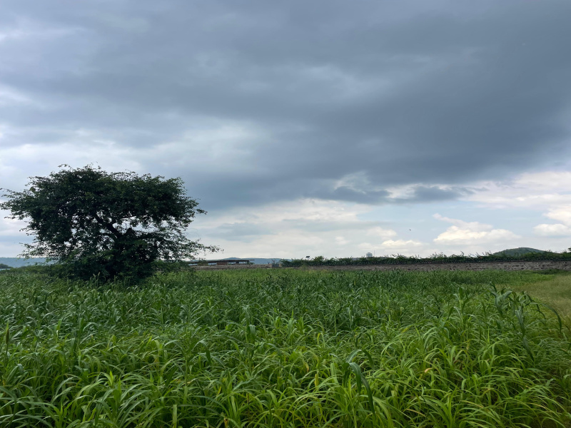  Agricultural Land 8 Bigha for Sale in Naugaon, Alwar