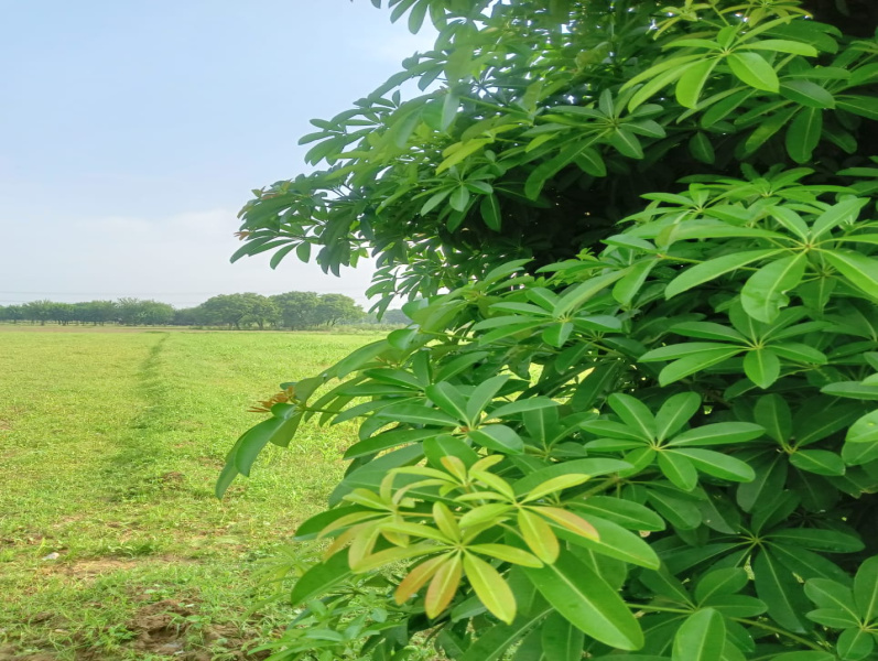  Agricultural Land 2420 Sq. Yards for Sale in Sohna Road, Faridabad