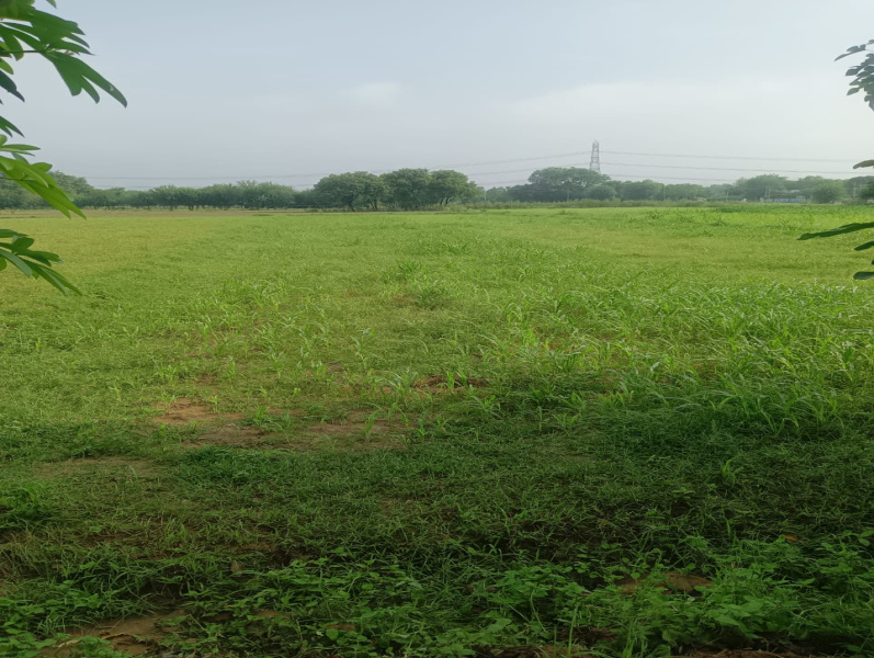  Agricultural Land 1 Acre for Sale in Sohna, Gurgaon