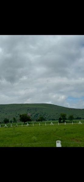  Agricultural Land 11 Bigha for Sale in Naugaon, Alwar