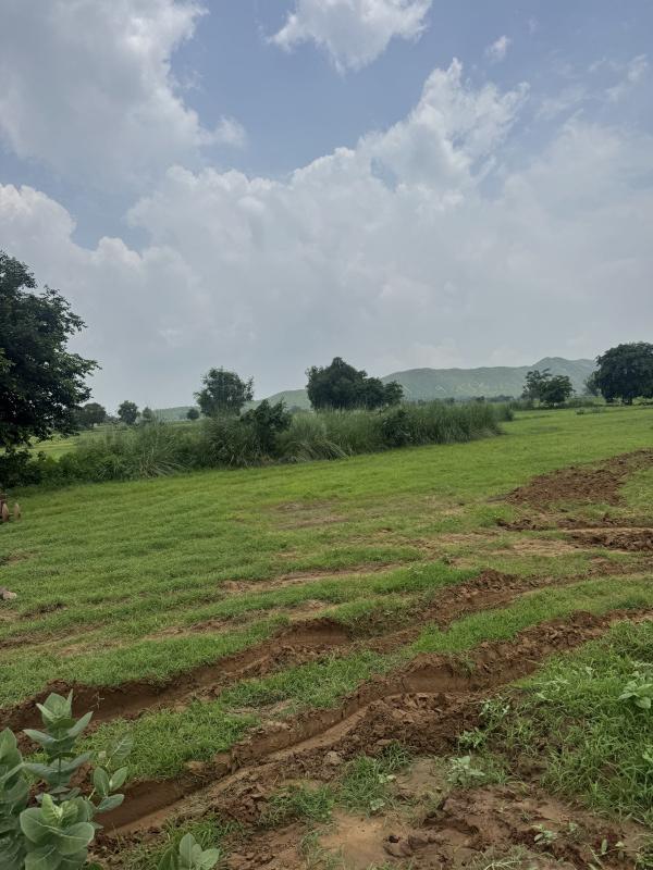  10 Bigha Agricultural/Farm Land for Sale in Deeg, Bharatpur