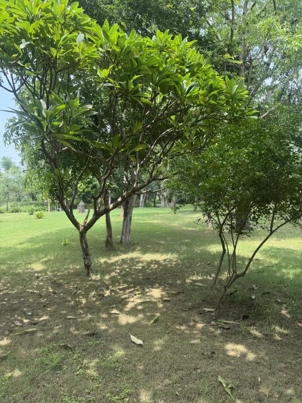 17 Bigha Agricultural/Farm Land for Sale in Naugaon, Alwar