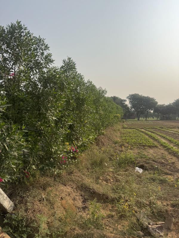 1 Acre Agricultural/Farm Land for Sale in Sohna Road, Gurgaon