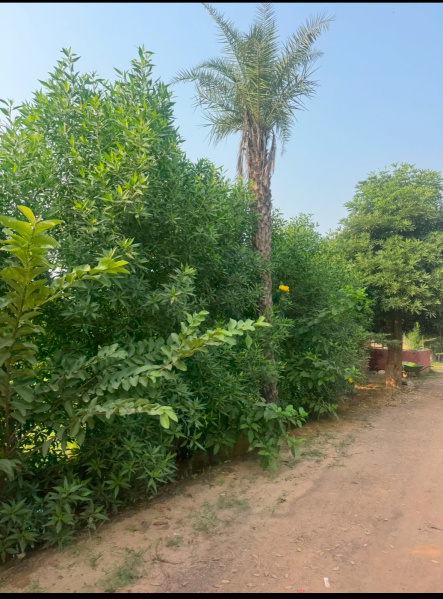  5000 Sq. Yards Agricultural/Farm Land for Sale in Sohna, Gurgaon