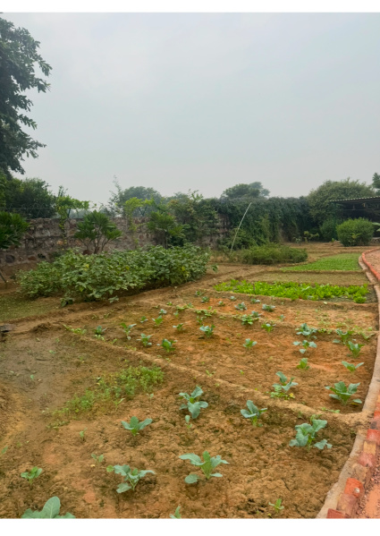  10 Bigha Agricultural/Farm Land for Sale in Pahari, Bharatpur
