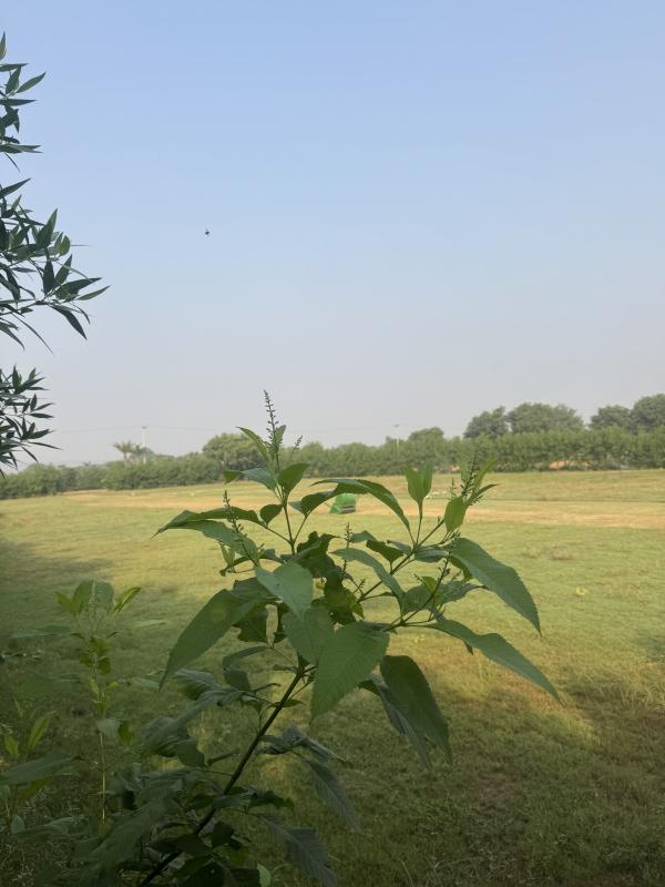  10 Bigha Agricultural/Farm Land for Sale in Naugaon, Alwar