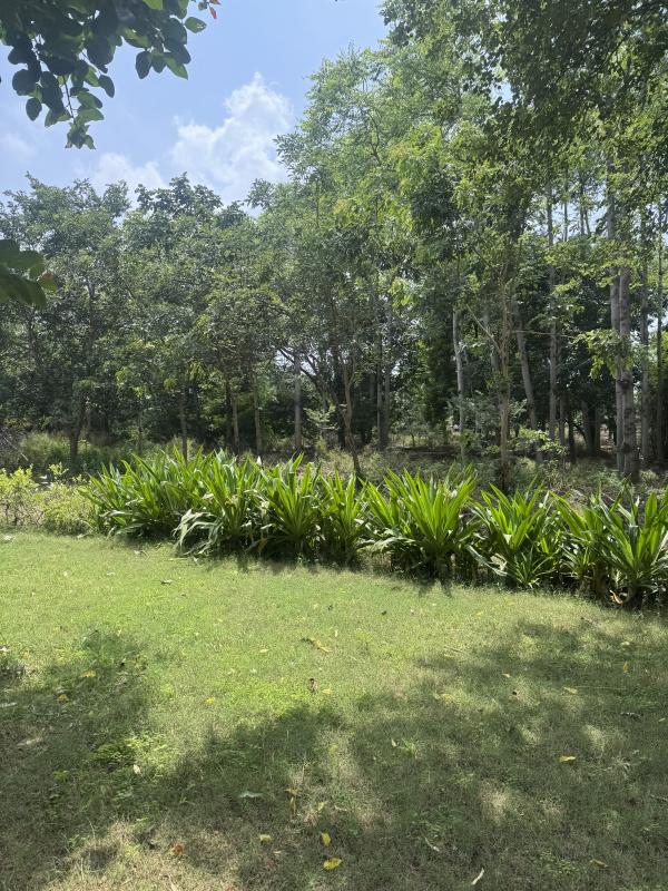  1 Acre Agricultural/Farm Land for Sale in Ferozepur Jhirka, Nuh