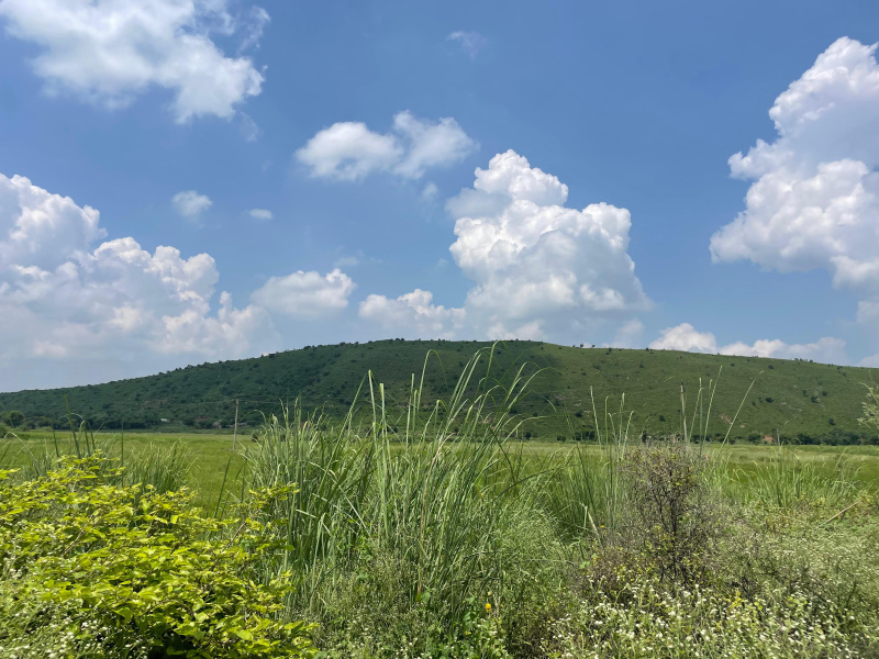  8 Bigha Agricultural/Farm Land for Sale in Naugaon, Alwar