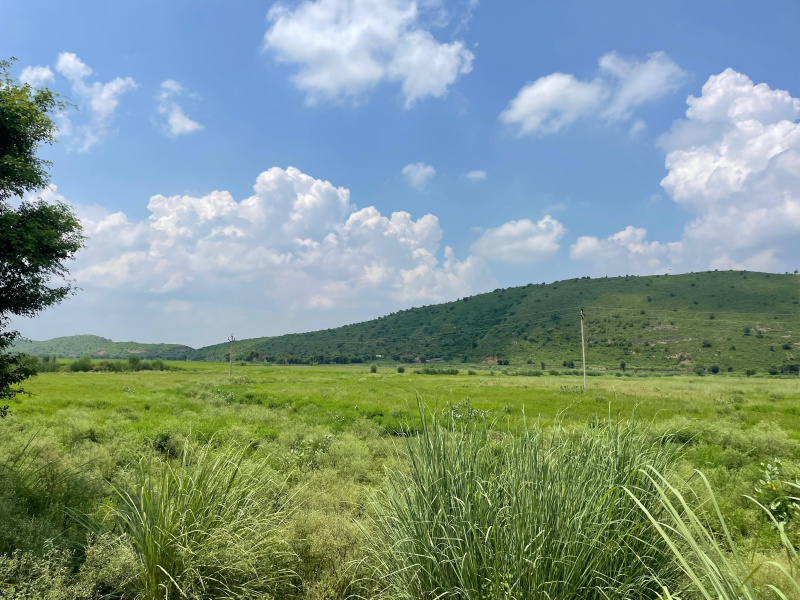  13 Bigha Agricultural/Farm Land for Sale in Naugaon, Alwar