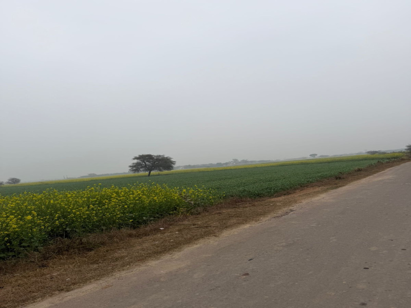  10 Bigha Agricultural/Farm Land for Sale in Pahari, Bharatpur