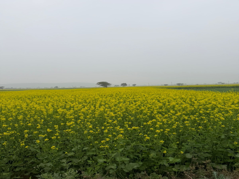  10 Bigha Agricultural/Farm Land for Sale in Pahari, Bharatpur