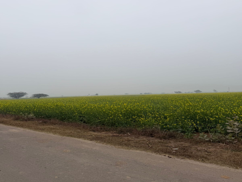  10 Bigha Agricultural/Farm Land for Sale in Pahari, Bharatpur
