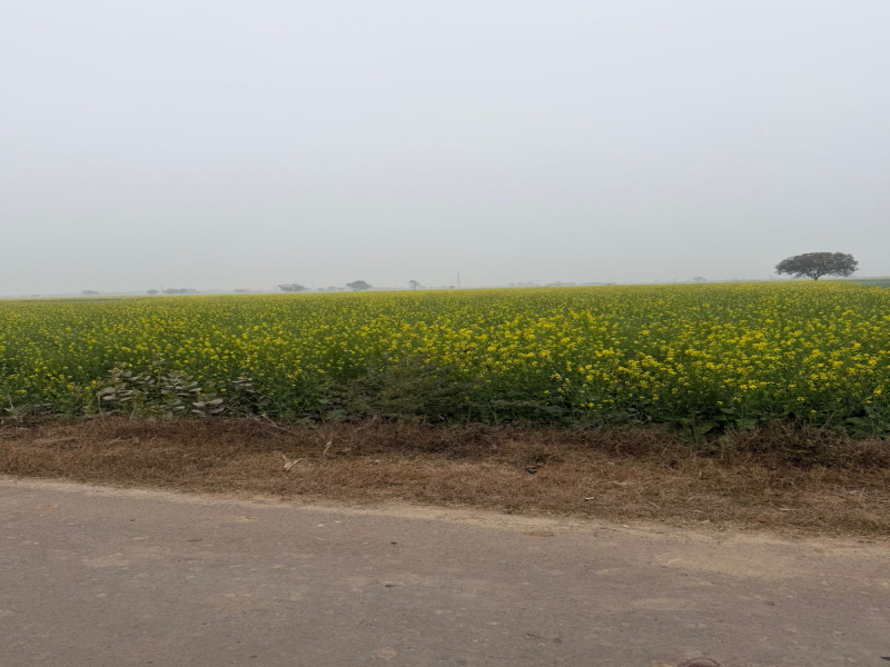  8 Bigha Agricultural/Farm Land for Sale in Pahari, Bharatpur