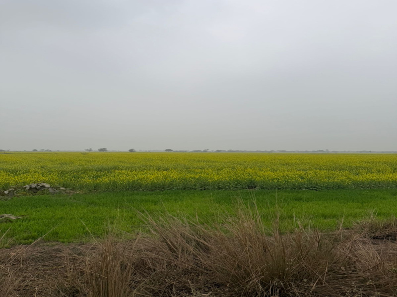  6 Bigha Agricultural/Farm Land for Sale in Pahari, Bharatpur