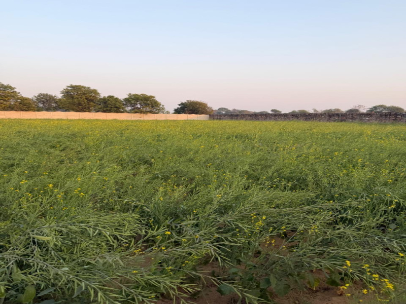  12 Bigha Agricultural/Farm Land for Sale in NH 11, Bharatpur