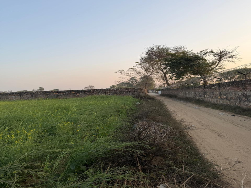  12 Bigha Agricultural/Farm Land for Sale in NH 11, Bharatpur