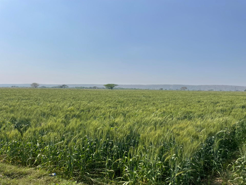  15 Bigha Agricultural/Farm Land for Sale in Pahari, Bharatpur