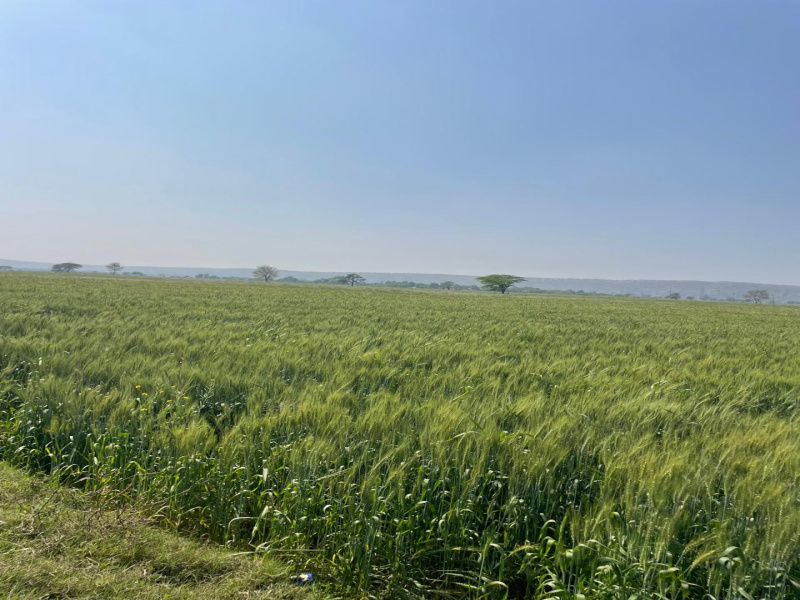  15 Bigha Agricultural/Farm Land for Sale in Pahari, Bharatpur