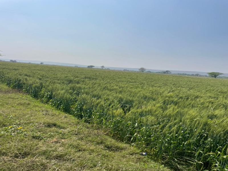  15 Bigha Agricultural/Farm Land for Sale in Pahari, Bharatpur