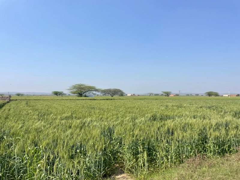  15 Bigha Agricultural/Farm Land for Sale in Naugaon, Alwar