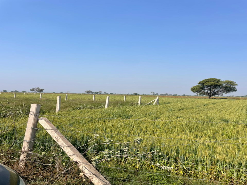  12 Bigha Agricultural/Farm Land for Sale in Pahari, Bharatpur