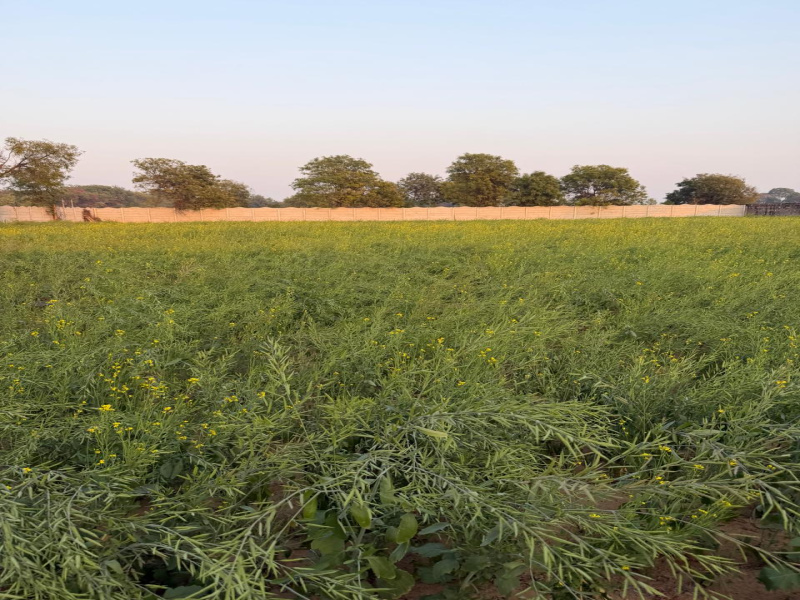  2 Acre Agricultural/Farm Land for Sale in Naugaon, Alwar