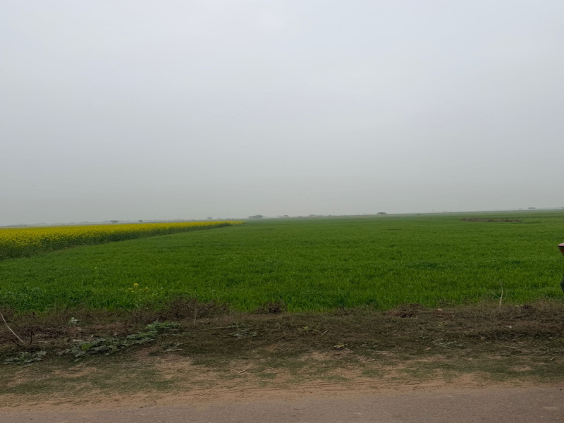  8 Bigha Agricultural/Farm Land for Sale in Naugaon, Alwar