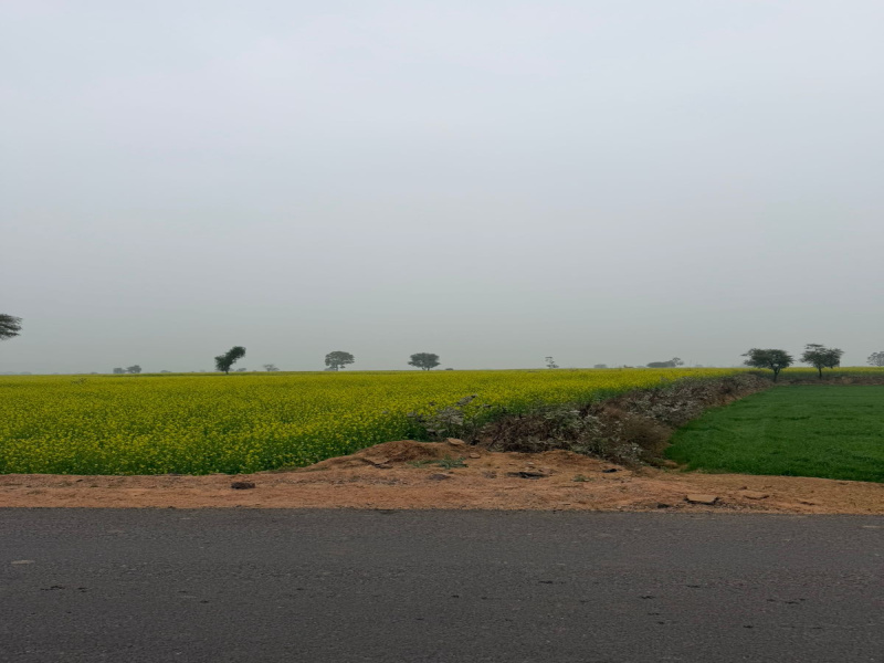  32 Bigha Agricultural/Farm Land for Sale in Gopalgarh, Bharatpur