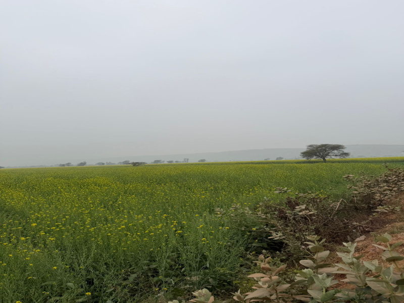  15 Bigha Agricultural/Farm Land for Sale in Pahari, Bharatpur
