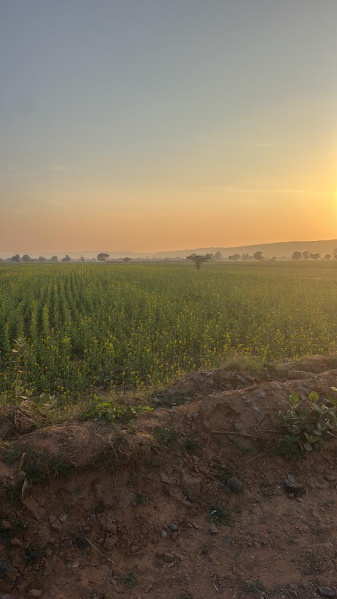  7 Bigha Agricultural/Farm Land for Sale in Pahari, Bharatpur