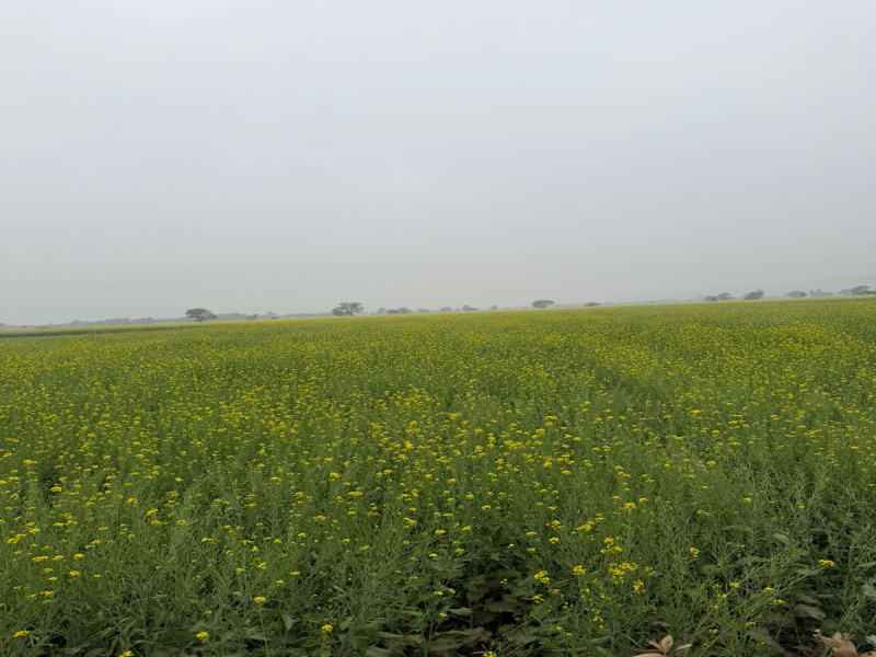  12 Bigha Agricultural/Farm Land for Sale in Pahari, Bharatpur