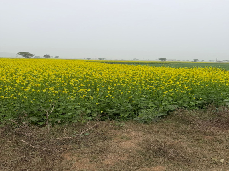  12 Bigha Agricultural/Farm Land for Sale in Pahari, Bharatpur