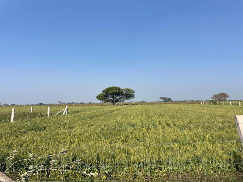  8 Bigha Agricultural/Farm Land for Sale in Pahari, Bharatpur