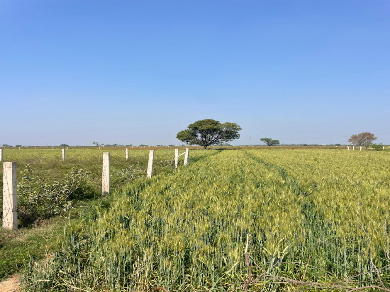 8 Bigha Agricultural/Farm Land for Sale in Pahari, Bharatpur