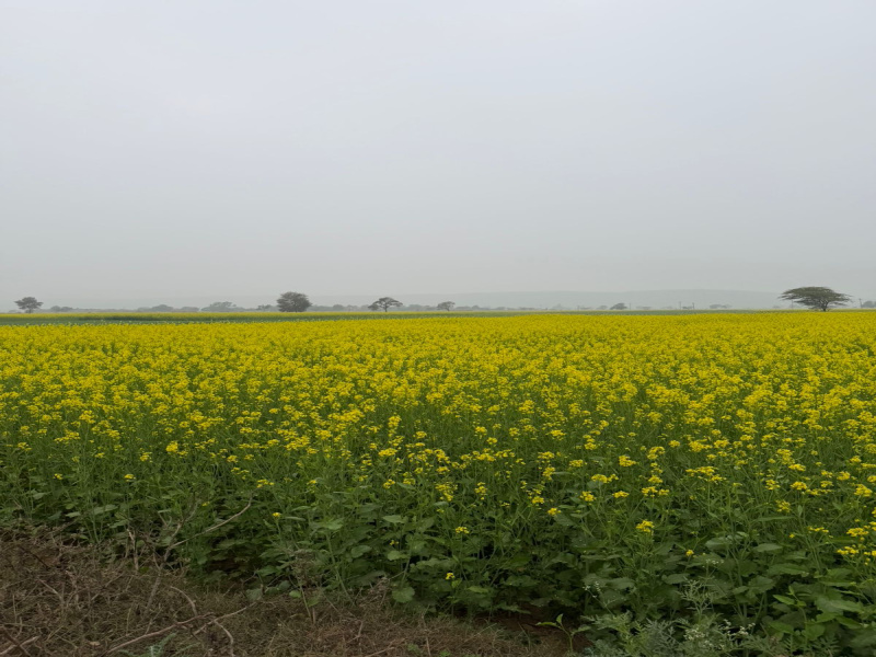  15 Bigha Agricultural/Farm Land for Sale in Pahari, Bharatpur