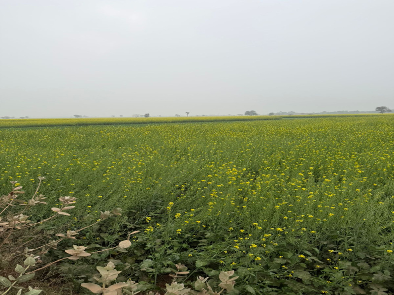  15 Bigha Agricultural/Farm Land for Sale in Pahari, Bharatpur