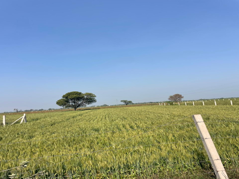  10 Bigha Agricultural/Farm Land for Sale in Pahari, Bharatpur