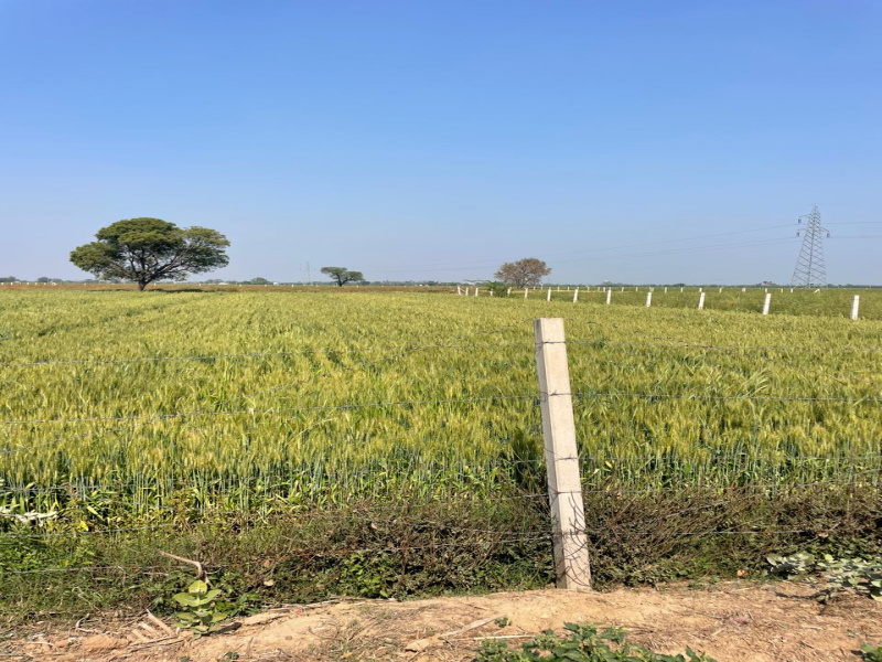  10 Bigha Agricultural/Farm Land for Sale in Pahari, Bharatpur