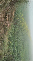  Agricultural Land for Sale in Jewar, Gautam Buddha Nagar
