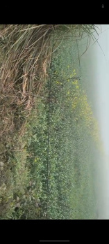  Agricultural Land for Sale in Rabupura, Gautam Buddha Nagar