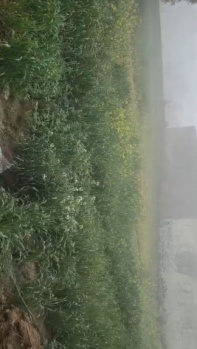  Agricultural Land for Sale in Jewar, Gautam Buddha Nagar