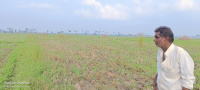  Agricultural Land for Sale in Gudivada, Krishna
