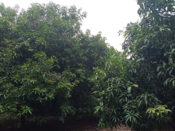  Agricultural Land for Sale in Gummidipoondi, Thiruvallur